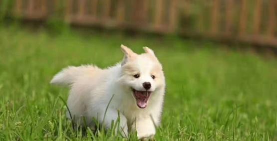 如何保护幼犬的心理健康？（以宠物为主，打造快乐的成长环境）