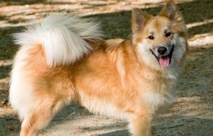 如何饲养冰岛牧羊犬？（一步步教你养出健康快乐的宠物犬）