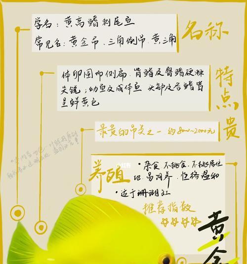 黄三角吊的饲养技巧（如何养活一只黄三角吊？养殖要点全在这里！）