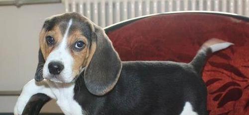 哈利犬饲养全攻略（从喂养到训练，一步步教你如何养好哈利犬）