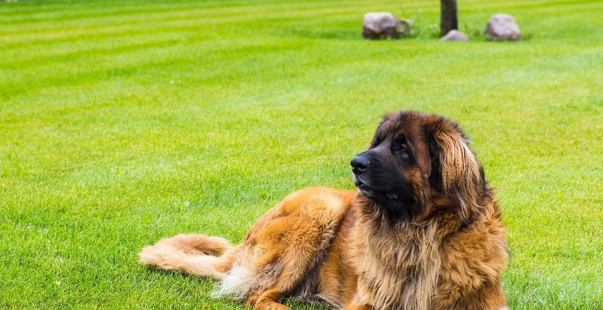 兰伯格犬饲养全指南（以宠物为主，打造忠实的陪伴）