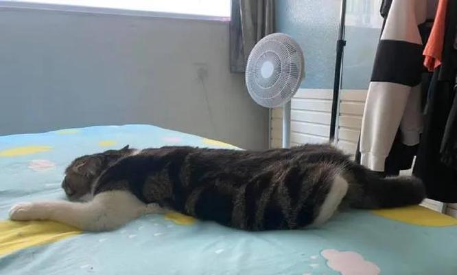 猫咪出门两天后回家了，让我们了解它的冒险经历！（宠物猫咪、外出、归家、冒险经历、主人、喜悦、担忧）