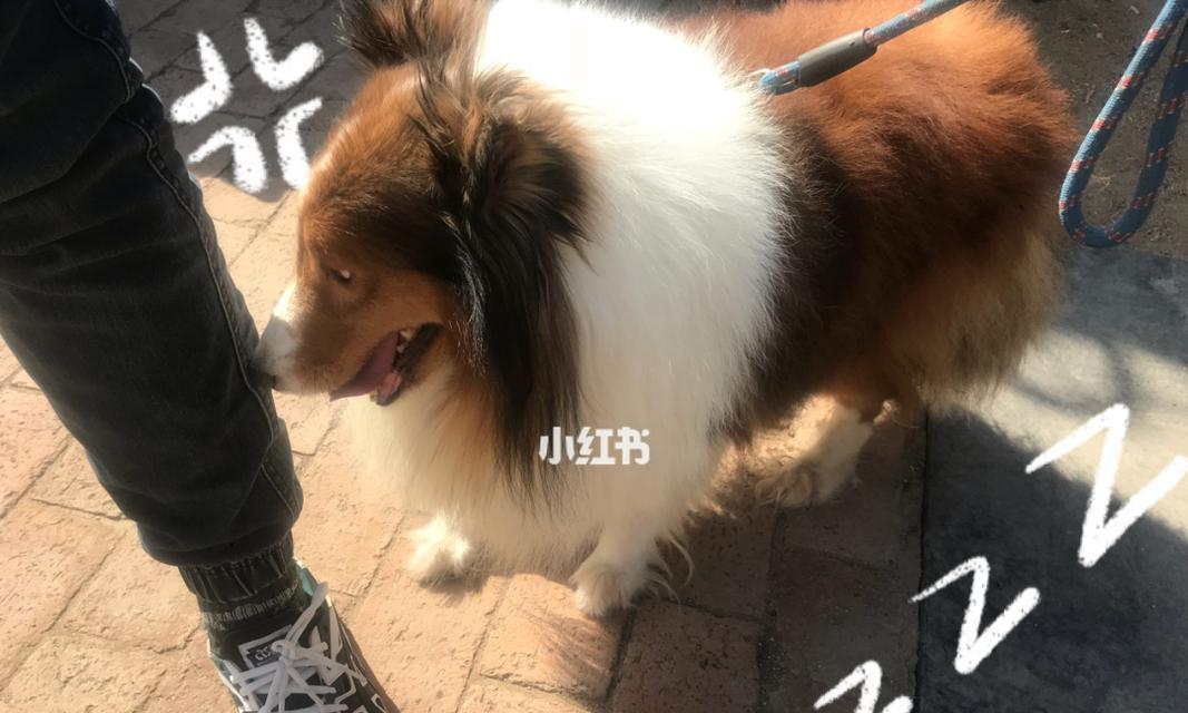 宠物掉毛必须知道的应对措施（以喜乐蒂为例，从饮食、洗浴、环境等多方面解决掉毛问题）