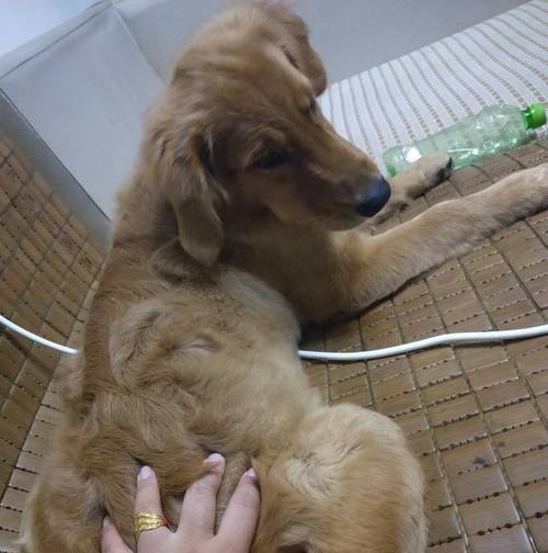 病狗与健康狗的重要区别（如何保持宠物狗的健康和幸福）