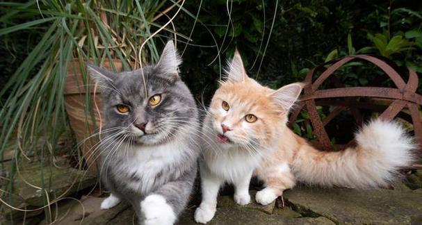 猫咪是需要长期陪伴的生物（猫咪的陪伴与健康成长/猫咪陪伴的重要性）