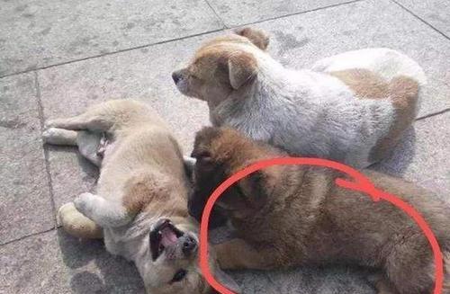 狗狗吓到抽搐，如何应对？（预防为先，紧急处理不可少）