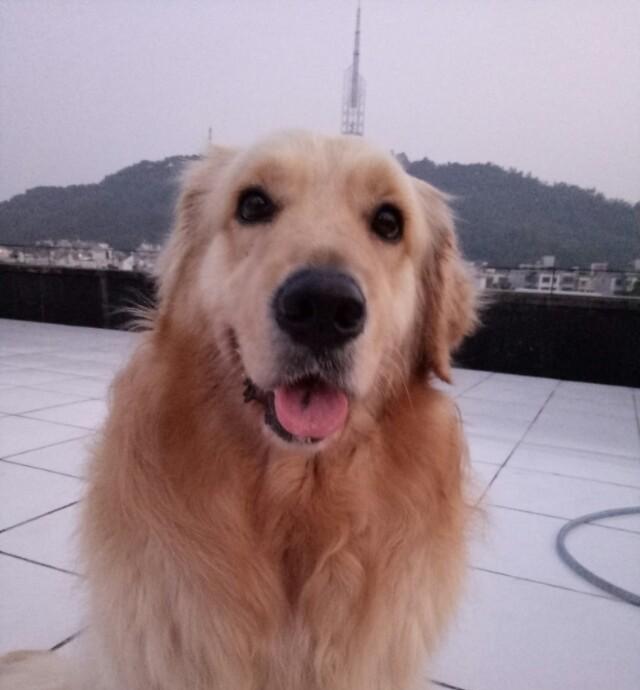 金毛犬咬人事件频发，如何合理养犬？（宠物与社会安全的平衡点在哪里？）
