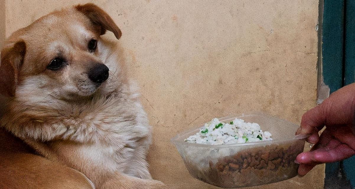 狗狗可以吃哪些人类食物？（探讨人类食物对狗狗的安全性及营养价值）