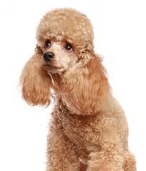 贵宾犬的标准（以贵宾犬为中心，探讨宠物的魅力）