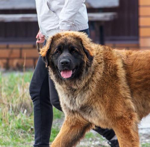 科学饲养大丹犬，让宠物生活更健康（以大丹犬为例，分享科学饲养方法，让宠物健康快乐成长）