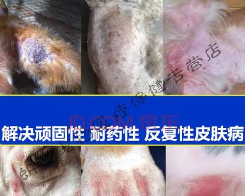 如何治疗狗狗皮肤疾病？（掌握正确的治疗方法，让宠物健康快乐）