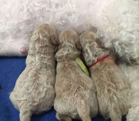 了解宠物母犬的生理特征和检测方法（了解宠物母犬的生理特征和检测方法）