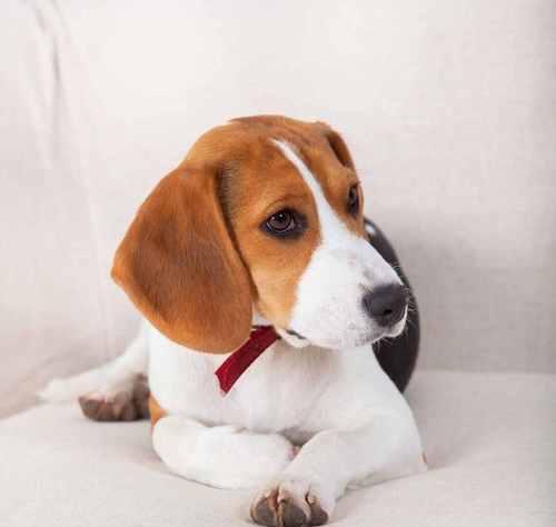 如何正确看护生病的比格犬（宠物健康，从我做起）