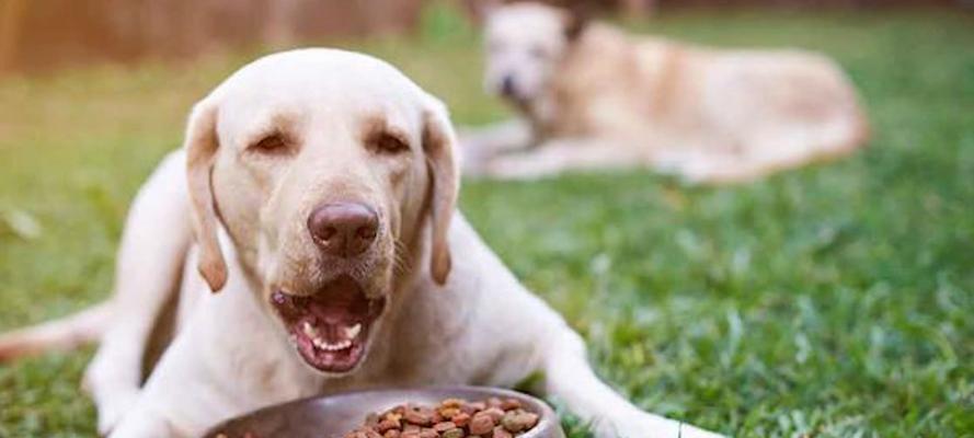 四个月幼犬的饮食管理（掌握正确的狗粮喂养量，助幼犬健康成长）