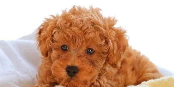 泰迪宝宝3个月应该吃多少狗粮？（如何为泰迪宝宝计算狗粮饮食量？）