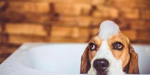 孕期宠物洗澡指南（狗狗可以洗澡吗？如何正确给孕期宠物洗澡？）