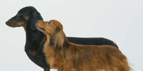 如何正确饲养史毕诺犬？（重视犬的健康需求，建立合理的生活规律）