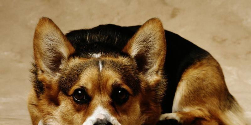 以柯基犬能否吃生肉（探索柯基犬饮食的科学依据和适宜饮食选择）