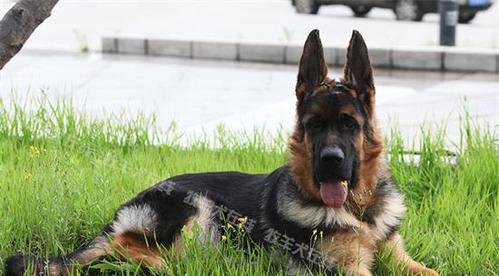 德国牧羊犬的饲养方法（打造健康、忠诚的生活伴侣）