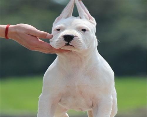 新购杜高犬的首次体检经验（宠物健康的关键，从体检开始）