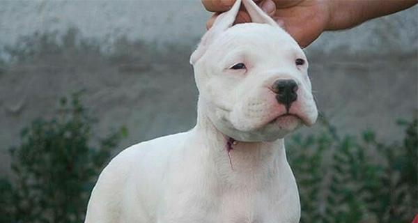 以杜高犬好打架吗？（揭秘杜高犬的攻击性及适合饲养人群）