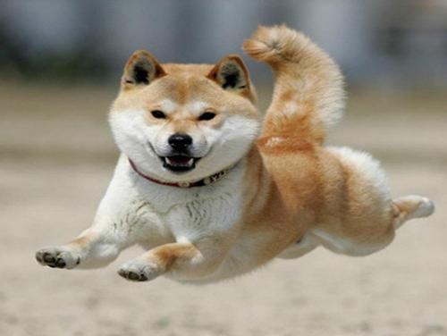 老年秋田犬的饮食养护（以宠物为主，营养均衡）