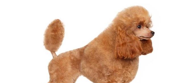 贵宾犬——优雅、聪明、多才多艺的宠物（了解贵宾犬的体型特征、毛色品种、性格特点及培训方法）
