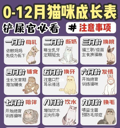阿拉莫泥龟的饲养方法（打造一个适宜生长的家园）