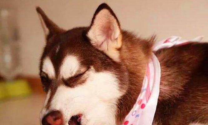 如何训练哈士奇接飞碟？（打造一只灵巧的宠物运动员）