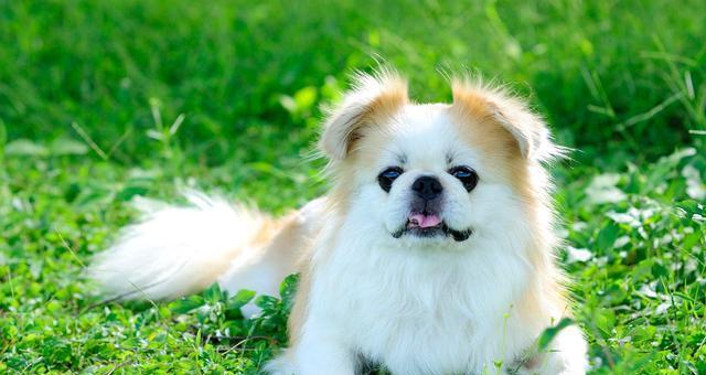 养罗秦犬的全面指南（罗秦犬养护技巧、训练攻略、饲料建议一网打尽）