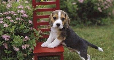 如何科学饲养比格犬（关注饮食、锻炼、训练等方面，让你的比格犬健康快乐）