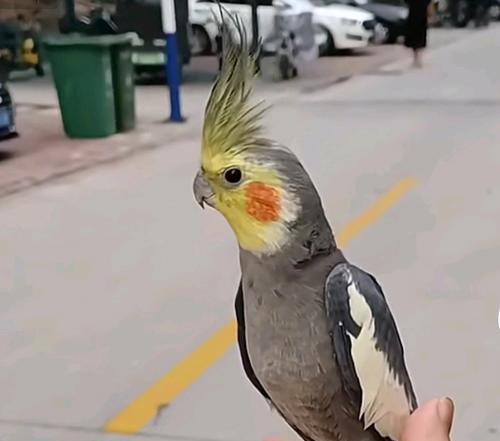 如何养护林肯港鹦鹉？（关注其适宜的饮食和住所）