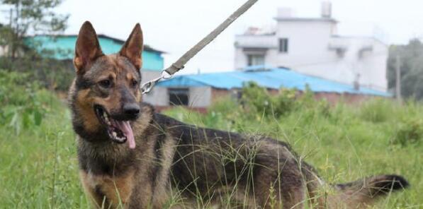 如何正确饲养中国昆明犬（昆明犬饲养要点及注意事项）