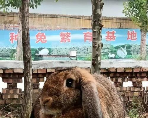 公羊兔的饲养方法（打造健康可爱的宠物）