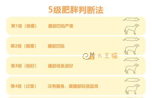 新英格兰棉尾兔的饲养指南（如何成为一位成功的新英格兰棉尾兔饲养者）