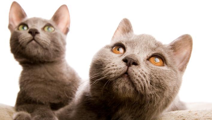 如何养护你的斯可可猫（全面了解斯可可猫的饲养方式，让你的宠物健康成长）