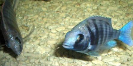 如何科学饲养蓝宝石鱼（打造缤纷水族世界，关注蓝宝石鱼的这些细节）