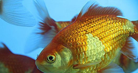 五花长尾草金鱼的饲养方法（打造健康、美丽的五花长尾草金鱼水族馆）