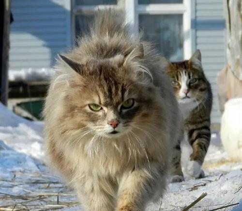 西伯利亚森林猫的饲养全指南（了解西伯利亚森林猫，让你成为专业养宠人士）