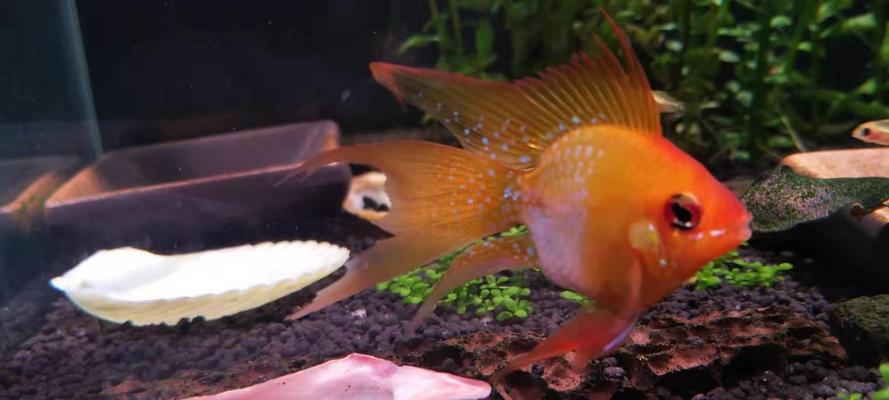 以小丑短鲷为宠物的全面饲养指南（打造完美的家庭宠物生活，从小丑短鲷开始）