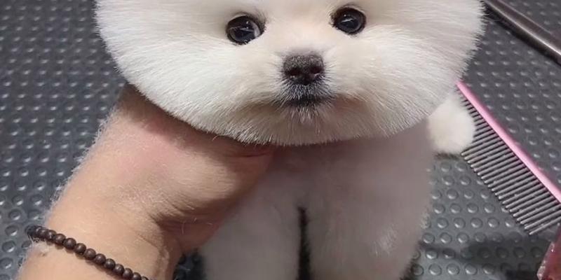 探究博美幼犬咬人现象（了解咬人行为产生的原因与如何解决）
