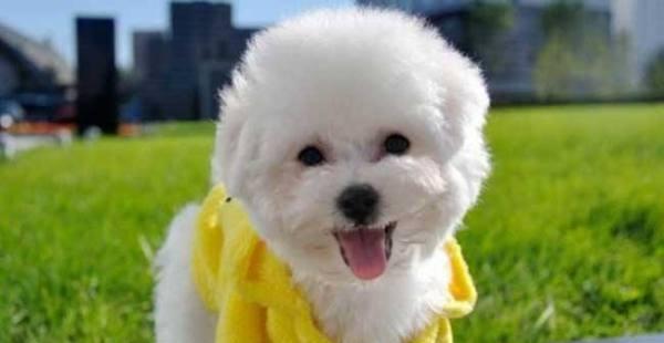 以比熊犬寿命为主题的全面解析（探究比熊犬的寿命长短，了解如何延长宠物犬的寿命）