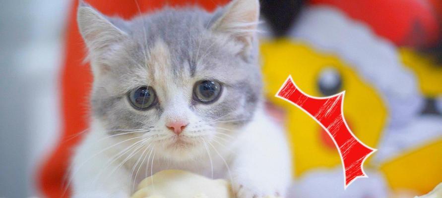 小奶猫的饮食之道（以小奶猫吃什么食物为主题的宠物饮食指南）