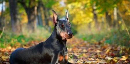 杜宾犬是否有体味？（分析杜宾犬体味的原因及解决办法）