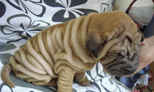 如何应对沙皮犬感冒？（宠物狗感冒的症状与治疗方法）
