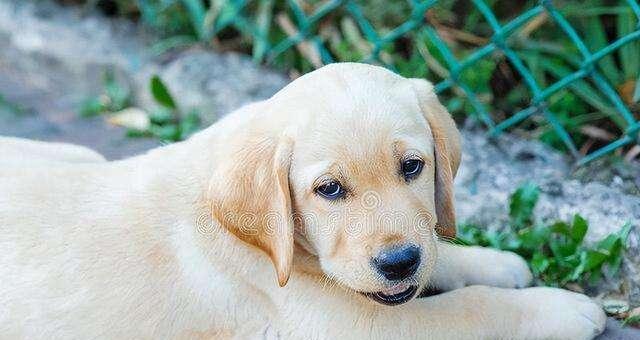 拉布拉多猎犬饲养指南（从喂食到训练，让您的拉布拉多猎犬健康成长）