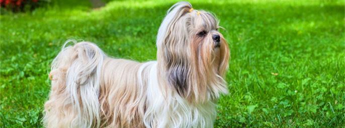 以西施犬为宠物的饲养方法（从基础饲养到健康成长）