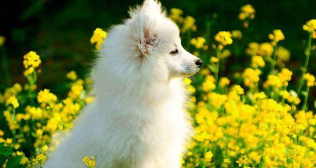 如何正确饲养芬兰狐狸犬？（宠物的健康与快乐从饲养开始，以芬兰狐狸犬为例分享。）