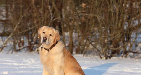 博伊金猎犬饲养指南（了解博伊金猎犬饲养宠物的必备知识）