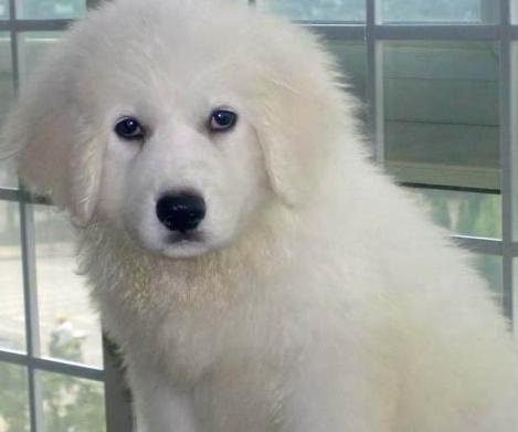 大白熊犬的饲养方法（做好宠物养护，让大白熊犬健康成长）